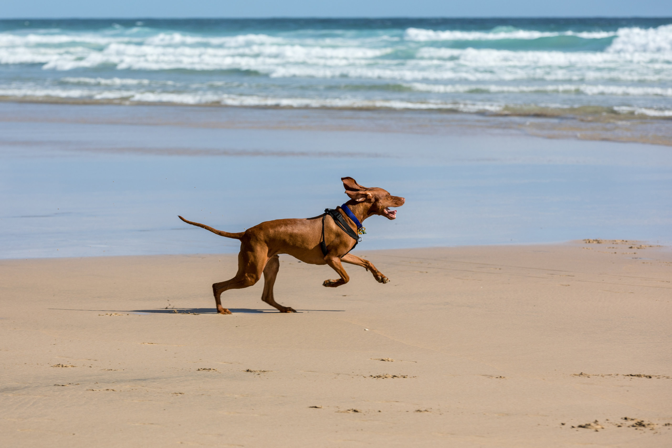 which beaches are dog friendly