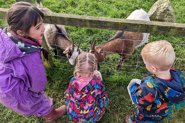 Three children feed goats at the park